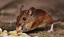 24 Hour & Emergency Exterminators in South Chase, WI